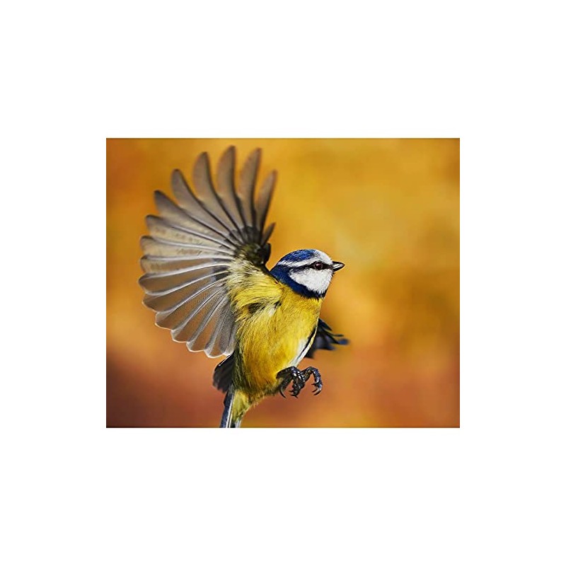 Tom Chambers Bird Nutty Ball Mesh Peanut Feeder, Transparent, VIT-26306