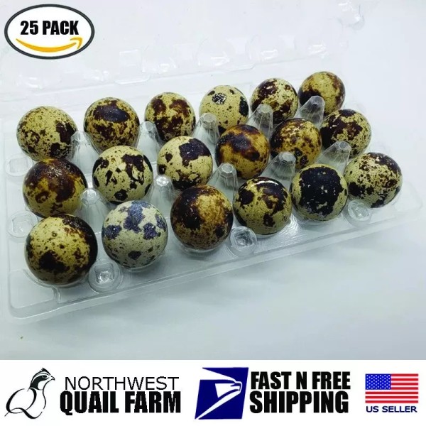 Jumbo Quail Egg Cartons 18 Cell (3x6) 25pcs - Secure