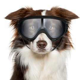 Hpmjz Dog Sunglasses Dog Goggles UV Wind Dust Fog Protection Pet Glasses Eye Wear for Medium to Large Breed Transparent Goggles Windproof Outdoor Riding with Adjustable Strap Easy Put-on Cool Black