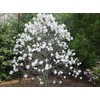 1 Live Plant Star Magnolia Tree | 6-12" in A
