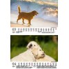 Hundezauber Golden Retriever DIN A5 Calendar for 2025 Puppies and