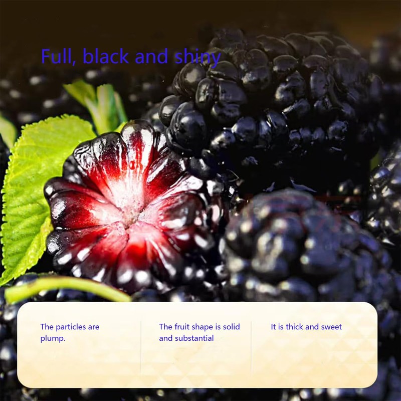Dried black mulberries 10.58oz. Snacks and baked mulberry tea without