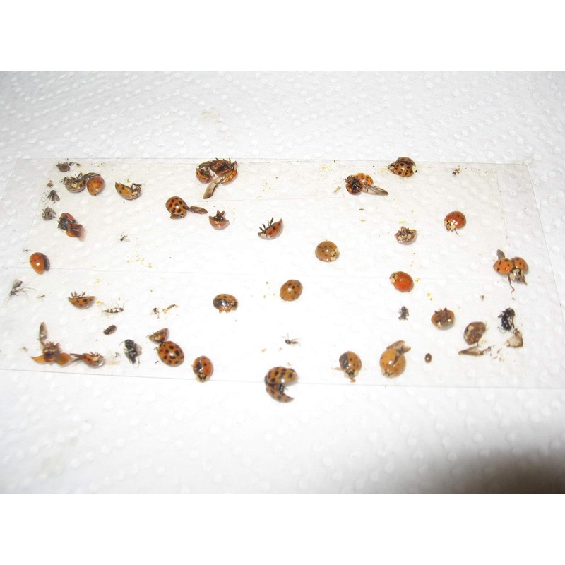 8 pk Economy All Insect Traps/Glue Boards/Window Strips.. Fly, Bees,