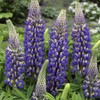Outsidepride Lupine The Governor - 500 Seeds