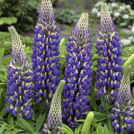Outsidepride Lupine The Governor - 500 Seeds