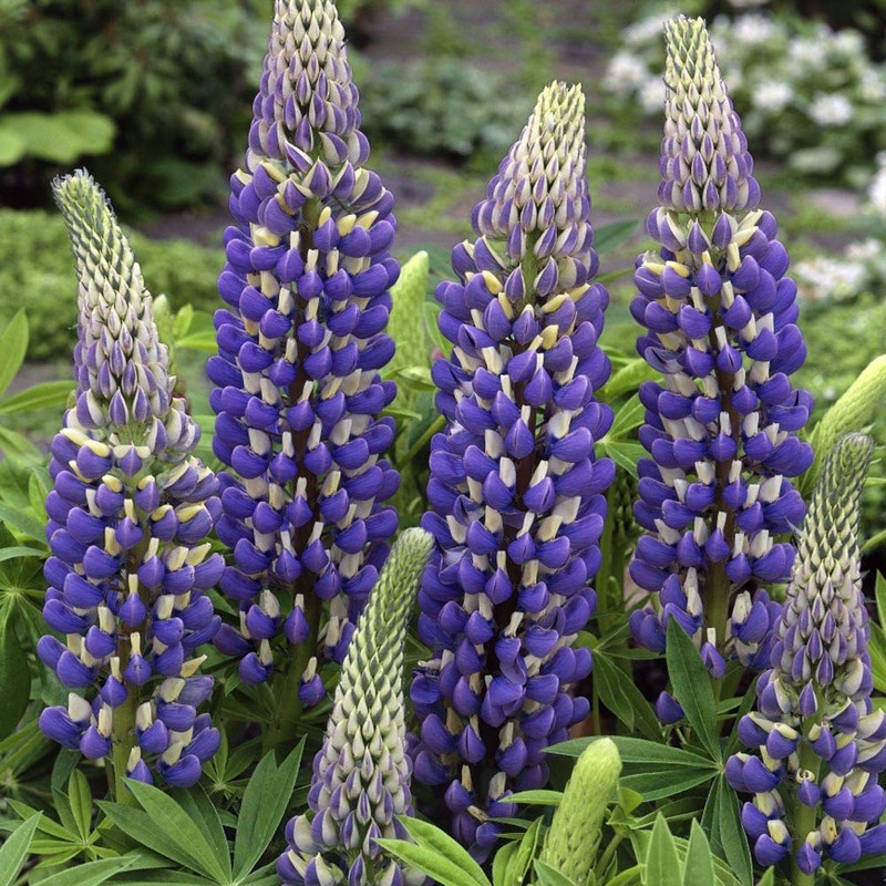Outsidepride Lupine The Governor - 500 Seeds