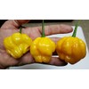 Scotch Bonnet TFM Chile 10+ Seeds