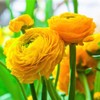 Utopia Seeds 12 Yellow French Peony Ranunculus Corms