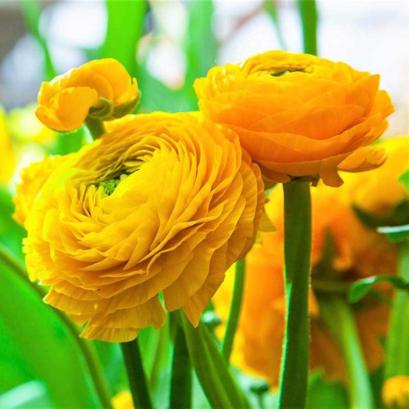 Utopia Seeds 12 Yellow French Peony Ranunculus Corms