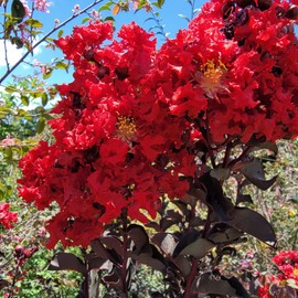 Crapemyrtle Ebony Embers Red Flowering Purple Black Foliage Tree Shrub Live Crepe Crape Myrtle Plant Starter Size 4 Inch Pot Emerald R