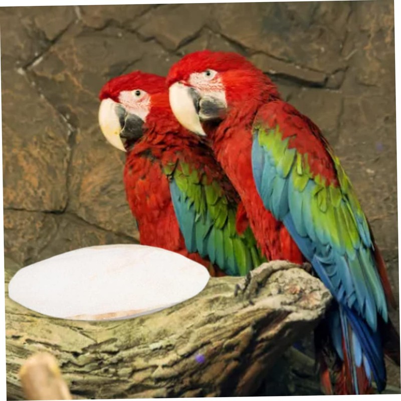 Cuttlefish for Bird Cuttlebone Chew Toy 10PCS Parrot Cuttlefish Bones