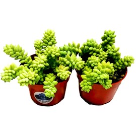 Living Succulent 4" Donkey Tails, Fully Rooted Succulents Plants Live, Succulent Plants Trailing Hanging, Sedum Burrito House Plant for Home Office Decoration, DIY Projects, Party Favor Gift