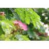 Serendipity Seeds 10 Seeds -Monkey Pod Tree- Albizia saman -