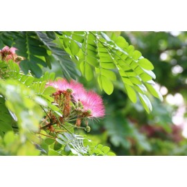 Serendipity Seeds 10 Seeds -Monkey Pod Tree- Albizia saman - Seed Pack - Read Description Below