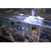 Reefing Art Magnetic Acclimation Box fish Breeder Nursery isolation Tank