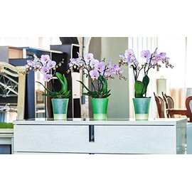 Santino Self-Watering Planter Arte DEA - Green Apple 5.8 Inch Indoor Flower Pot for All House Plants, Flowers and Orchids