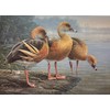 Daniel Smith Australian Plumed Whistling Duck Hand Signed Framed Art