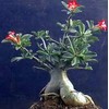 'Desert Rose' Plant - Natural Bonsai - Adenium obesum -