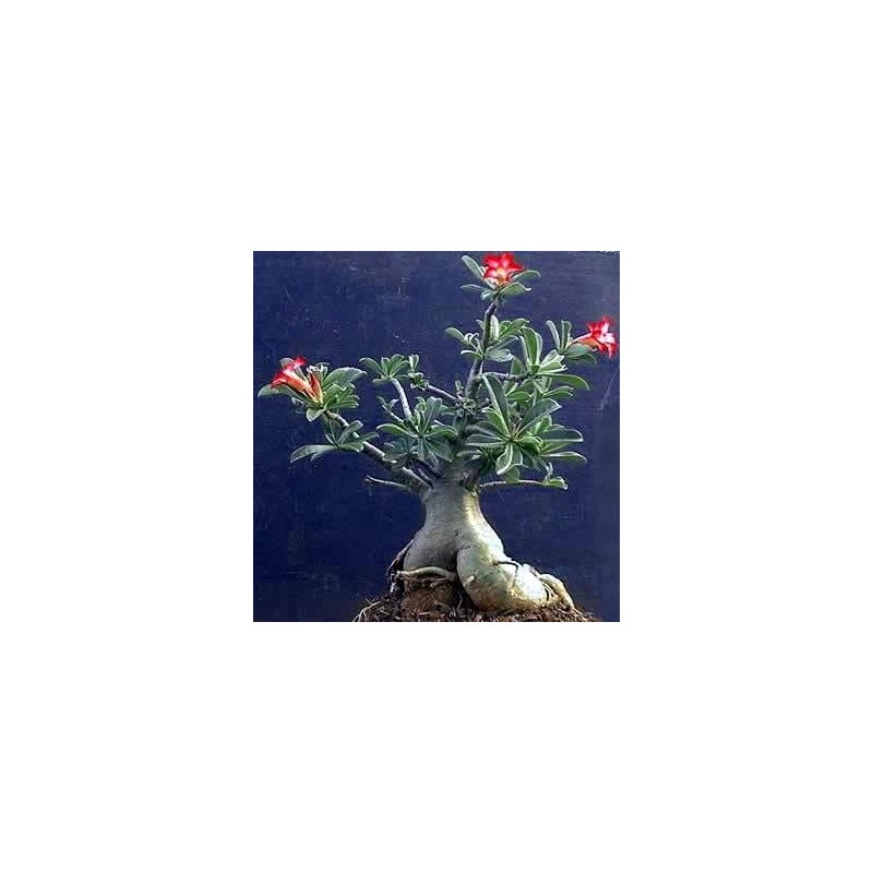 'Desert Rose' Plant - Natural Bonsai - Adenium obesum -