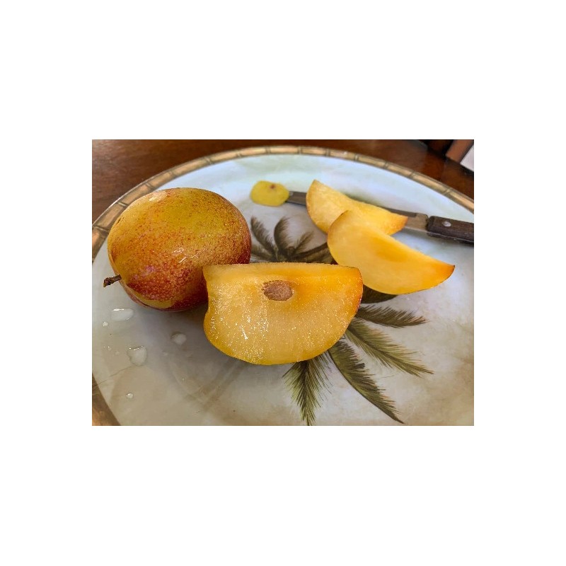 Tree Grenade Pluot scions/cutting