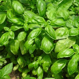 PLATAGO 1000pcs Basil Seeds Herbs Non-GMO Heirloom Seeds Culinary Fresh Herbs Kitchen Seasoning Spice Indoor Outdoor Herb Garden Grow Easily
