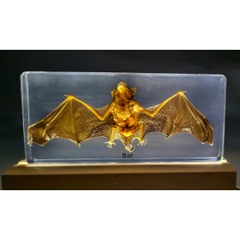 5.9" Wooden Rectangle (Full Slot) LED Light Display Pedestal Base for Acrylic Plexiglass Resin Crystal Glass 3D Art Decoration, Night LED Light Lamp Stand with USB Switch