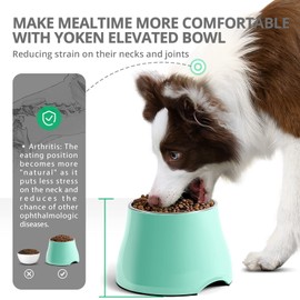 yoken Elevated Dog Bowls, [Prevention of Vertebrae Disease] Dog Bowl with Stainless Steel Bowl, High Capacity Dog Food Bowls, Colorful Raised Dog Bowls for Medium/Small Size Dogs, Mint Green