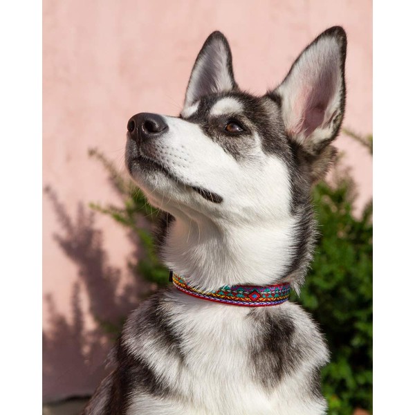 Lupine Dog Collar 1" Wide El Paso Design adjusts 12-20"