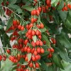 Gojiberry Seeds (Lycium barbarum) - Packet of 20 Seeds