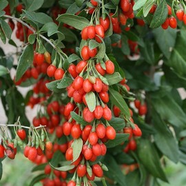 Gojiberry Seeds (Lycium barbarum) - Packet of 20 Seeds