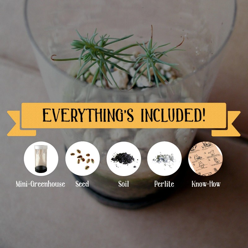 The Jonsteen Company Jurassic Ginkgo Tree | Seed Grow Kit