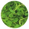 GOARTEA Ku Ding Tea 2Pcs 250g / 17.6oz Supreme Grade