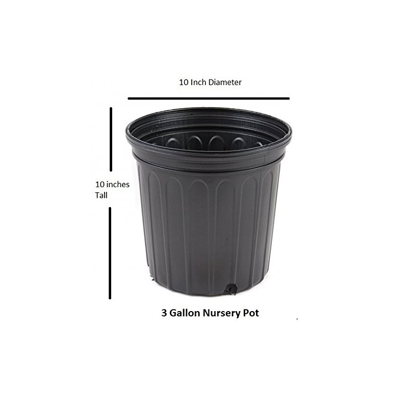 Spreading Japanese Plum Yew - Live Plant - 3 Gallon