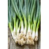 NIKA SEEDS - Vegetable Welsh Onion Bunching Green - 300