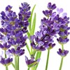 Outsidepride Lavender Hidcote - 1000 Seeds