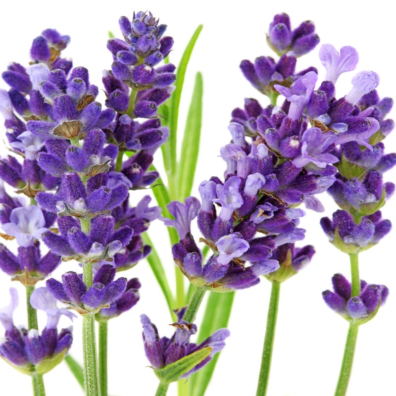 Outsidepride Lavender Hidcote - 1000 Seeds