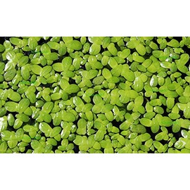 200 Live Duckweed Plants (Lemina Minor) by DBDPet | Live Arrival Guaranteed