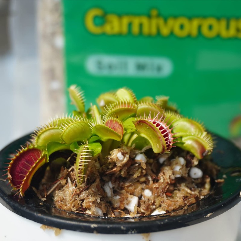 Kapecute Carnivorous Plant Soil Mix 2 Qts, Include Perlite and