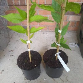 Tree 2 Okame Flowering Cherry Trees - 6-12" Tall Seedlings - Live Plants - 3" Pots