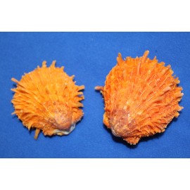 Unbranded SEASHELLS, SPONDYLUS, Barbatus / Orange Spiny Oysters, Craft Supply,beach SS-441 - 12 shells