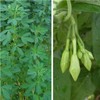 SPECIAL COMBO 20 Loroco Plant Seeds & 20 Seeds Chipilin