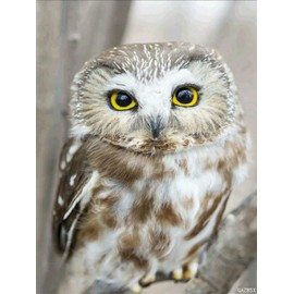 QAZWSX Owl Diamond Painting Kits for Adults, DIY Animal Diamond Art for Kids and Adults, Round Diamond Art, Full Drill Owl 5D Diamond Dots Home Wall Decor 12 X 16