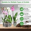 Orchid Potting Mix for Repotting 1 Quart, Mixture of Moss