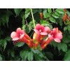 70 HUMMINGBIRD TRUMPET CREEPER VINE Campsis Radicans Flower Seeds