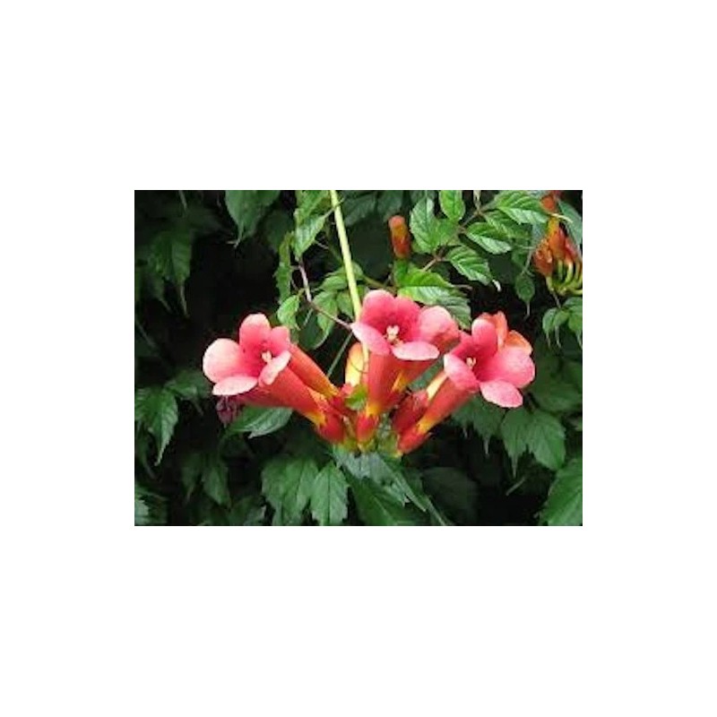 70 HUMMINGBIRD TRUMPET CREEPER VINE Campsis Radicans Flower Seeds