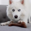 Lumabone Bulkster - Juguete masticable duradero para masticadores agresivos, tocino