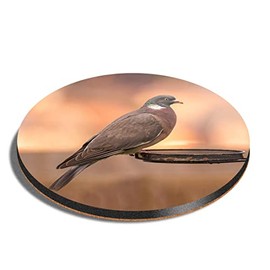 1 x Round Coaster - Common Wood Pigeon Wild Bird UK Cork Backed MDF Glossy Tea Coffee Accessory #50592