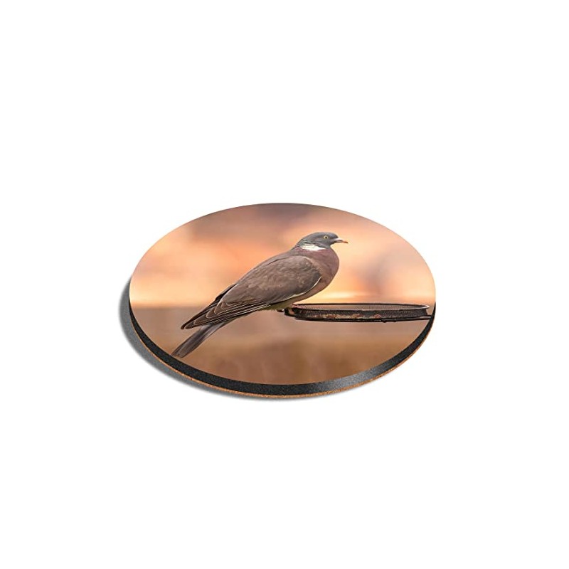 1 x Round Coaster - Common Wood Pigeon Wild Bird
