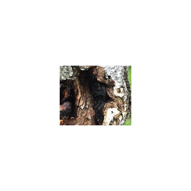 Health & Wild Grass Tea Center Chaga Tea Kabanoanatake Russian