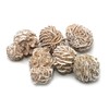 Desert Rose Specimen - Medium